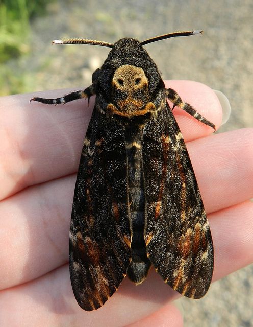 A. atropos